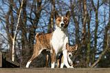 BASENJI 135